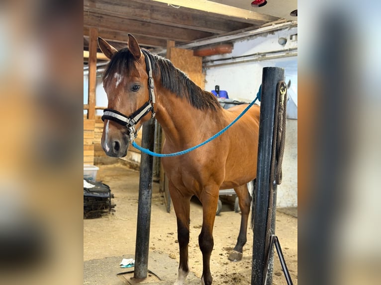 Ungarisches Sportpferd Wallach 7 Jahre 165 cm Brauner in Unterneuberg