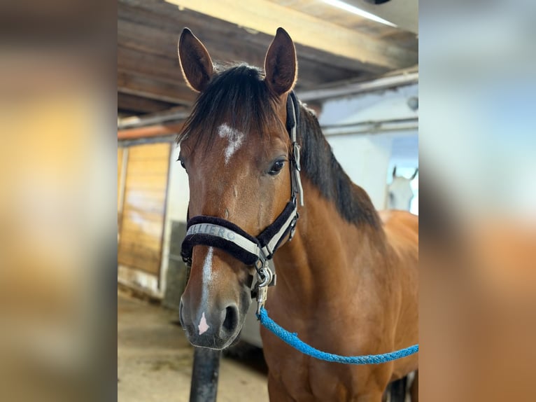 Ungarisches Sportpferd Wallach 7 Jahre 165 cm Brauner in Unterneuberg