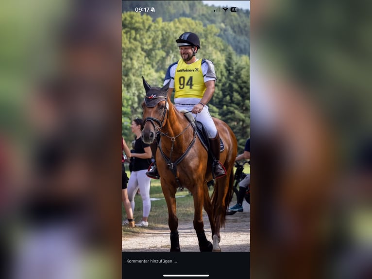 Ungarisches Sportpferd Wallach 7 Jahre 165 cm Fuchs in Mürzzuschlag