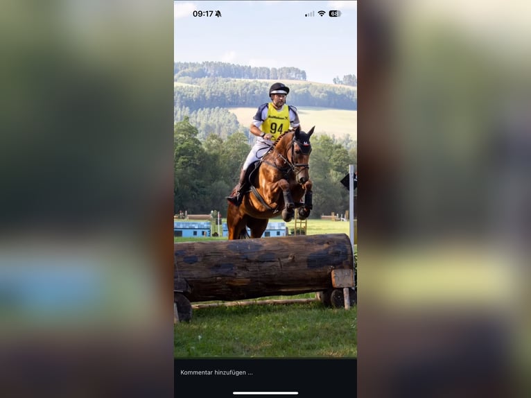 Ungarisches Sportpferd Wallach 7 Jahre 165 cm Fuchs in Mürzzuschlag