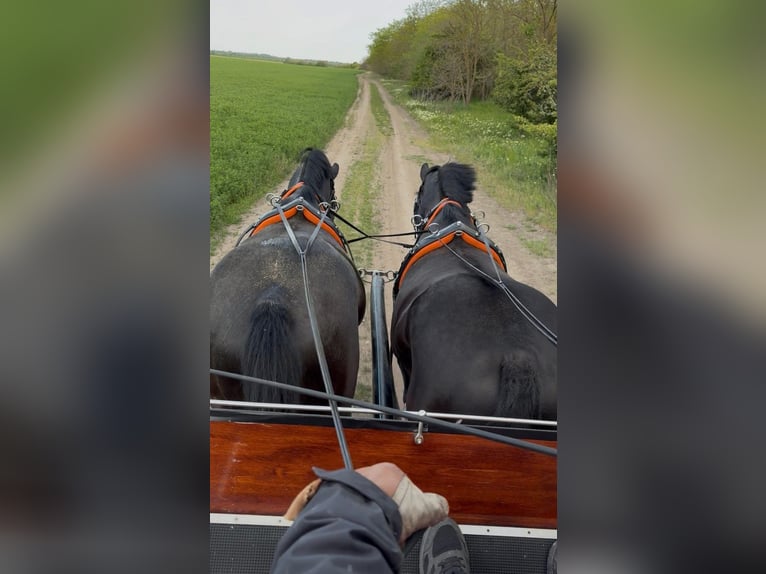 Ungarisches Sportpferd Wallach 7 Jahre 165 cm Rappe in Tass