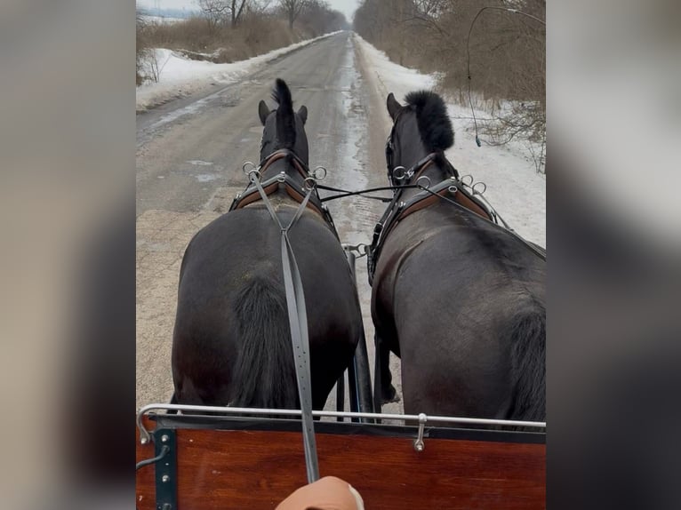 Ungarisches Sportpferd Wallach 7 Jahre 165 cm Rappe in Tass