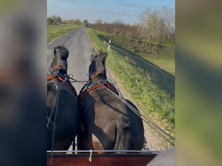 Ungarisches Sportpferd Wallach 7 Jahre 165 cm Rappe in Tass