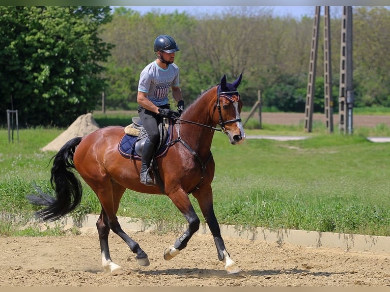 Ungarisches Sportpferd Wallach 7 Jahre 165 cm Rotbrauner in Ács