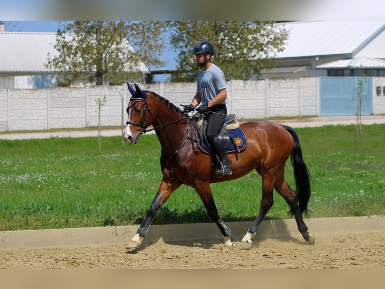 Ungarisches Sportpferd Wallach 7 Jahre 165 cm Rotbrauner in Ács