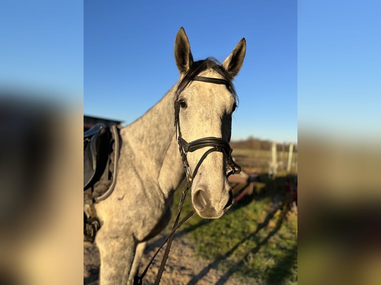 Ungarisches Sportpferd Wallach 7 Jahre 165 cm Schimmel in Achern
