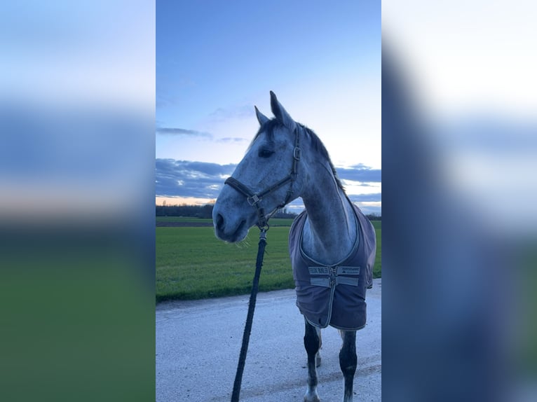 Ungarisches Sportpferd Wallach 7 Jahre 165 cm Schimmel in Achern