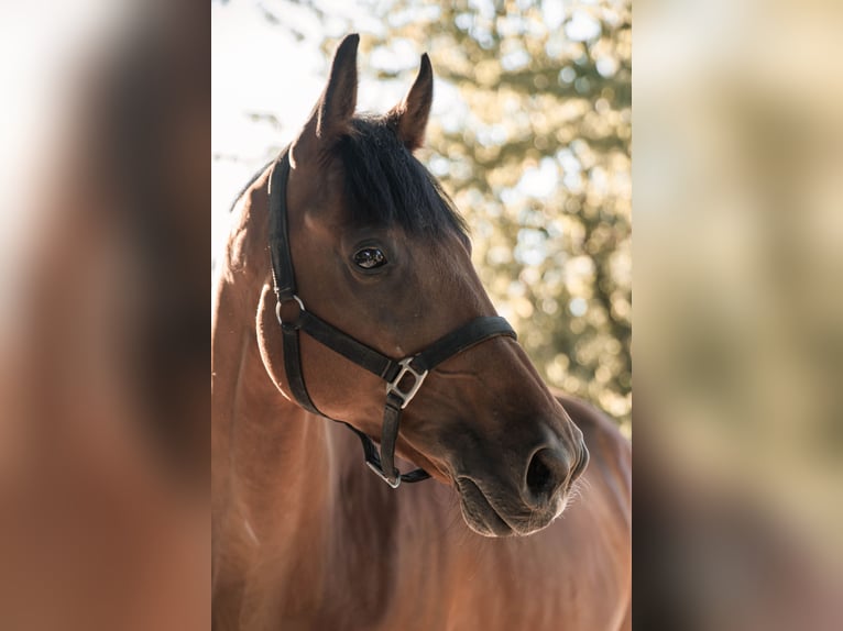 Ungarisches Sportpferd Wallach 7 Jahre 166 cm Brauner in Ha&#xDF;loch