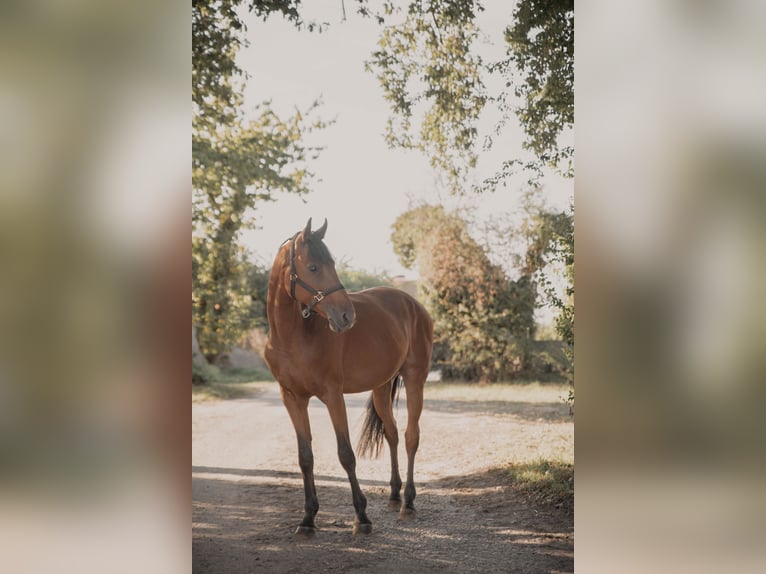Ungarisches Sportpferd Wallach 7 Jahre 166 cm Brauner in Ha&#xDF;loch