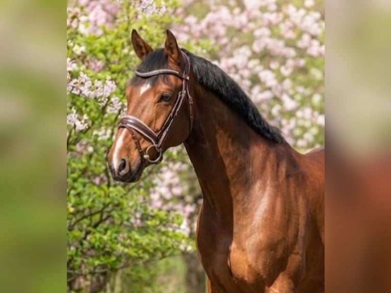 Ungarisches Sportpferd Wallach 7 Jahre 167 cm Brauner in Kecskemét