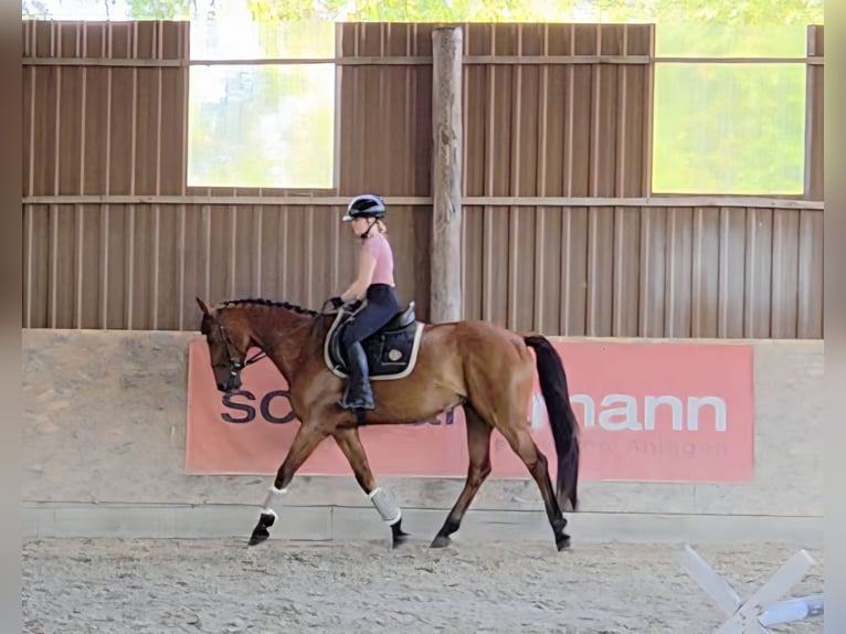 Ungarisches Sportpferd Wallach 7 Jahre 167 cm Brauner in Schattendorf