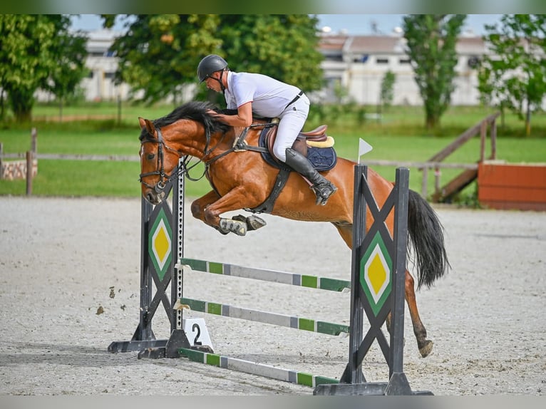 Ungarisches Sportpferd Wallach 7 Jahre 167 cm Brauner in Schattendorf