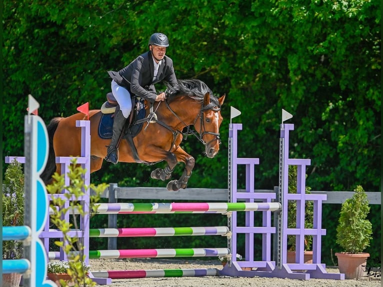 Ungarisches Sportpferd Wallach 7 Jahre 167 cm Brauner in Schattendorf