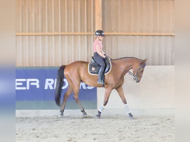 Ungarisches Sportpferd Wallach 7 Jahre 167 cm Brauner in Schattendorf