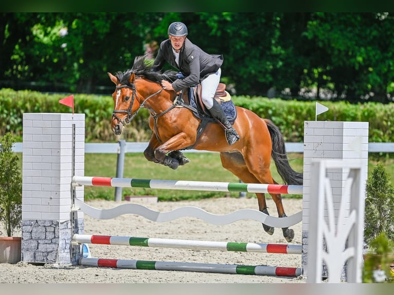 Ungarisches Sportpferd Wallach 7 Jahre 167 cm Brauner in Schattendorf