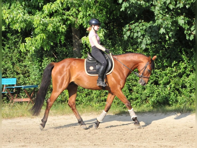 Ungarisches Sportpferd Wallach 7 Jahre 167 cm Brauner in Schattendorf