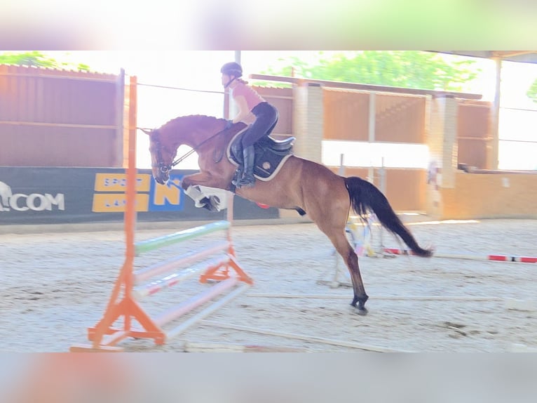Ungarisches Sportpferd Wallach 7 Jahre 167 cm Brauner in Schattendorf