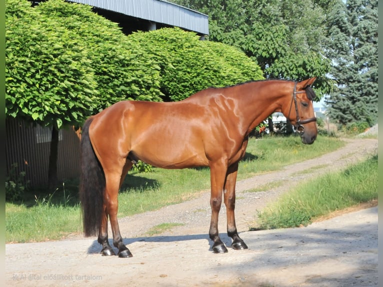 Ungarisches Sportpferd Wallach 7 Jahre 167 cm Brauner in Schattendorf