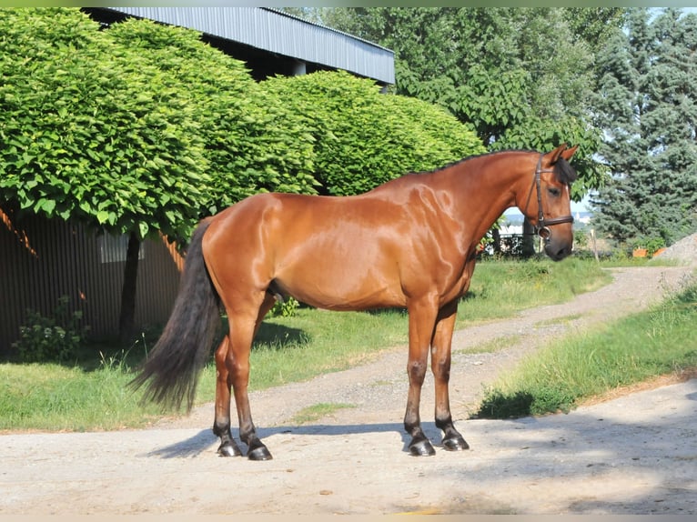 Ungarisches Sportpferd Wallach 7 Jahre 167 cm Brauner in Schattendorf