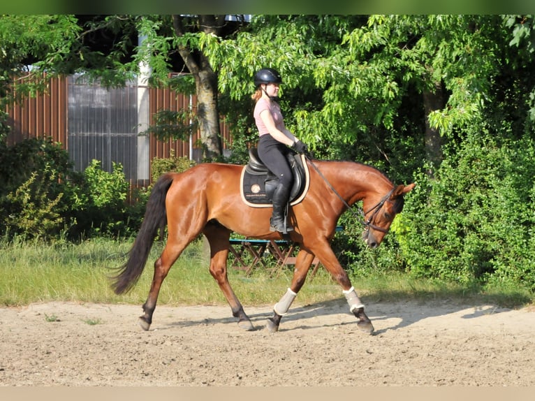 Ungarisches Sportpferd Wallach 7 Jahre 167 cm Brauner in Schattendorf