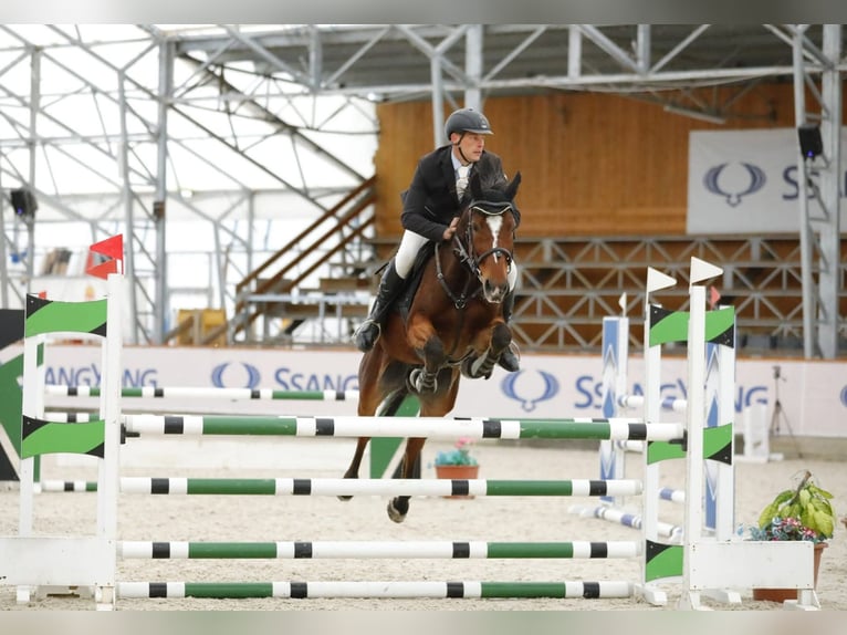 Ungarisches Sportpferd Wallach 7 Jahre 167 cm Brauner in Schattendorf