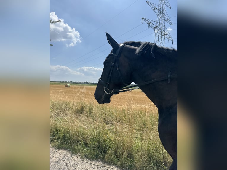 Ungarisches Sportpferd Wallach 7 Jahre 167 cm Schwarzbrauner in Rheinbach