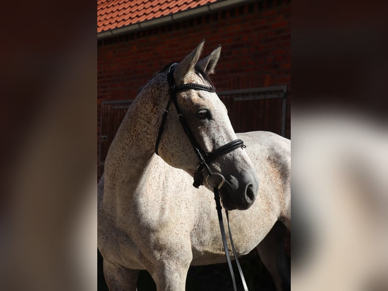 Ungarisches Sportpferd Wallach 7 Jahre 168 cm in Glandorf