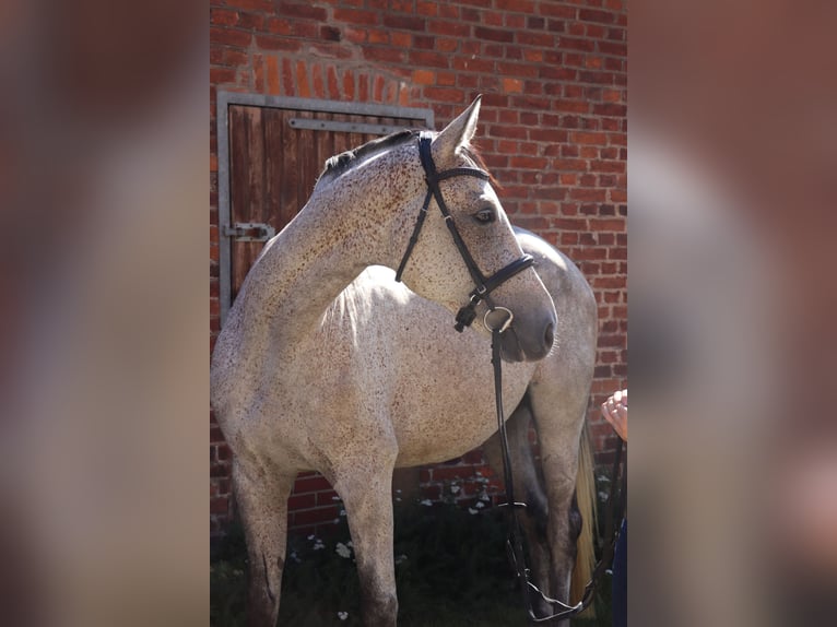 Ungarisches Sportpferd Wallach 7 Jahre 168 cm in Glandorf