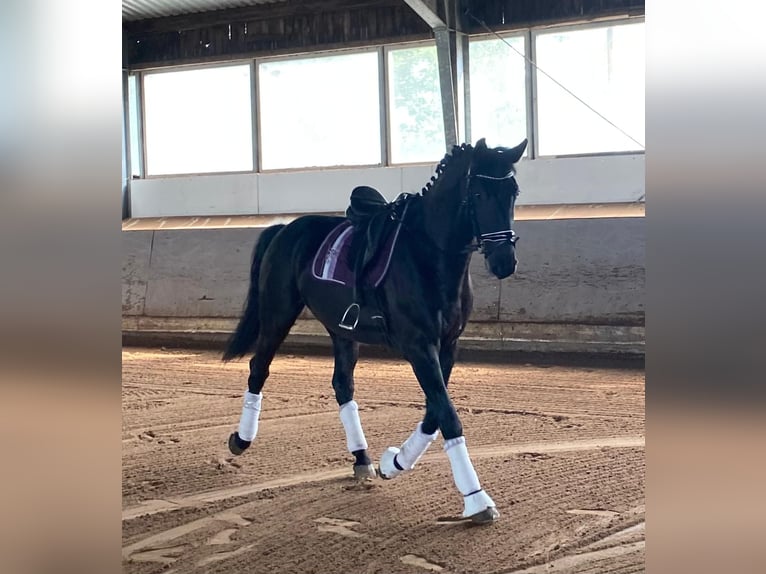 Ungarisches Sportpferd Wallach 7 Jahre 168 cm Rappe in Twist