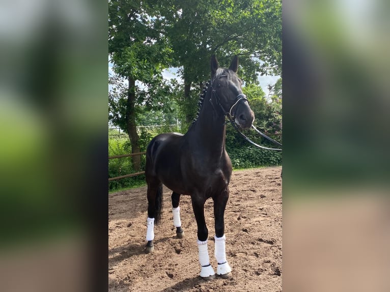 Ungarisches Sportpferd Wallach 7 Jahre 168 cm Rappe in Twist
