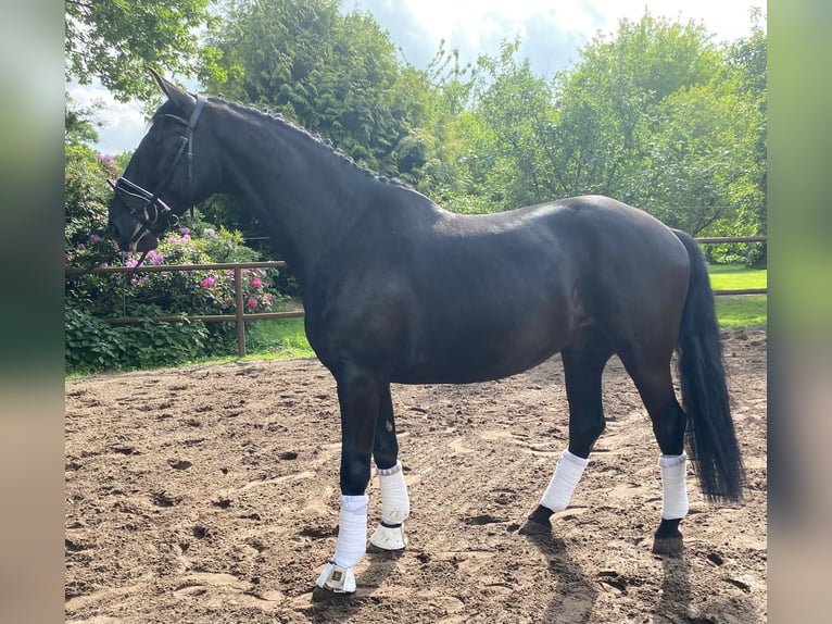 Ungarisches Sportpferd Wallach 7 Jahre 168 cm Rappe in Twist