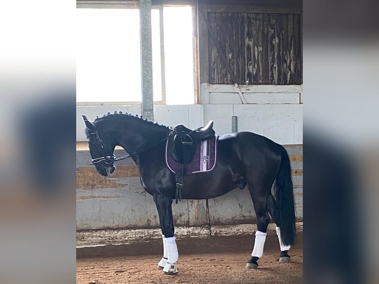 Ungarisches Sportpferd Wallach 7 Jahre 168 cm Rappe in Twist