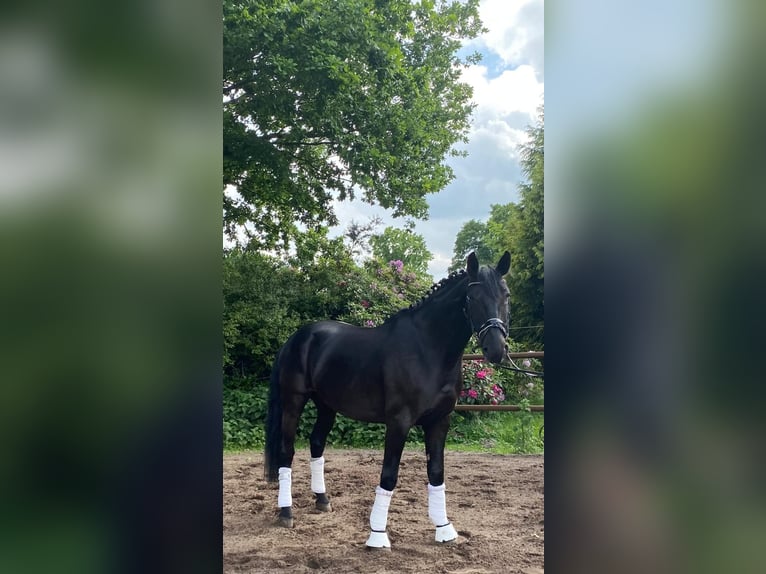 Ungarisches Sportpferd Wallach 7 Jahre 168 cm Rappe in Twist