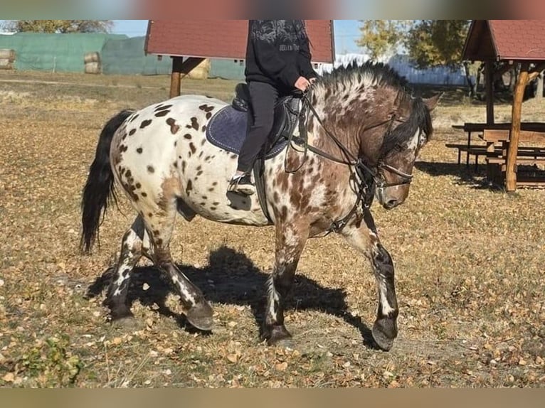 Ungarisches Sportpferd Wallach 7 Jahre 169 cm Tigerschecke in Tass