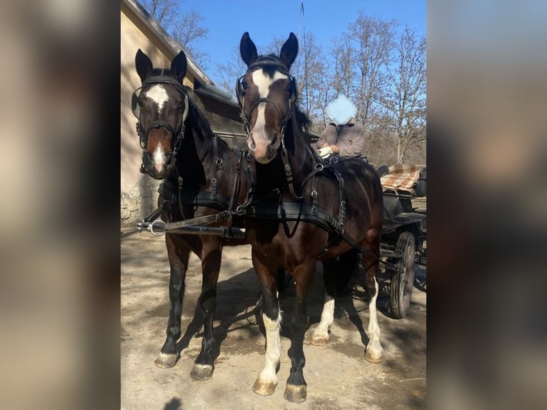 Ungarisches Sportpferd Wallach 7 Jahre 170 cm Rotbrauner in Tasd