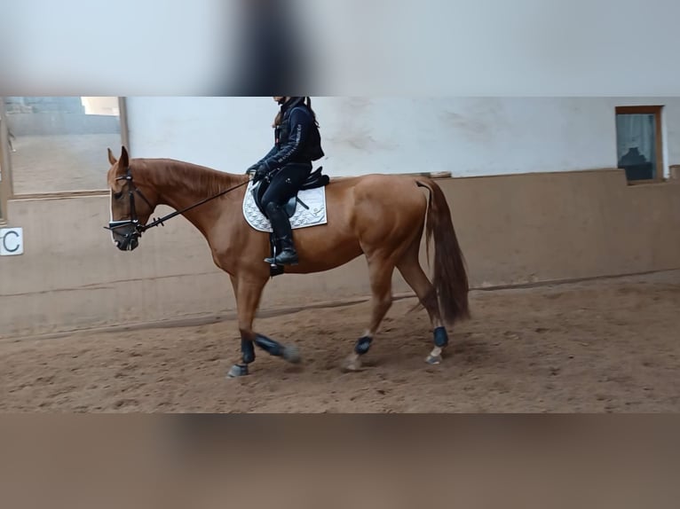 Ungarisches Sportpferd Wallach 7 Jahre 172 cm Fuchs in Leinburg