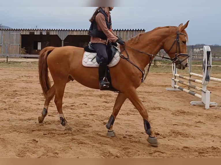 Ungarisches Sportpferd Wallach 7 Jahre 172 cm Fuchs in Leinburg