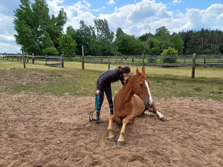 Ungarisches Sportpferd Wallach 7 Jahre 172 cm Fuchs in Leinburg