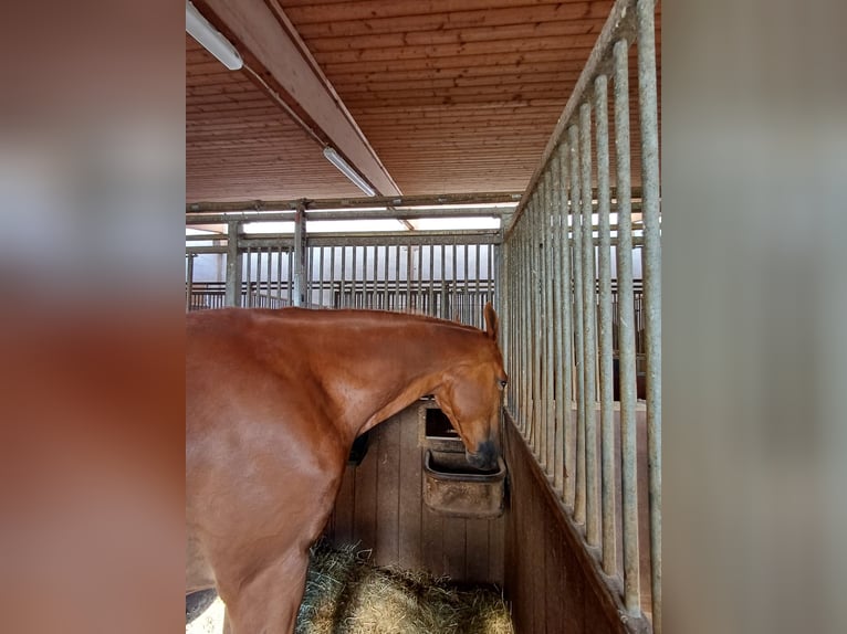 Ungarisches Sportpferd Wallach 7 Jahre 172 cm Fuchs in Leinburg