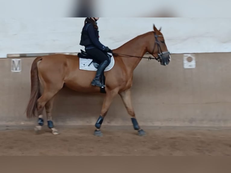 Ungarisches Sportpferd Wallach 7 Jahre 172 cm Fuchs in Leinburg