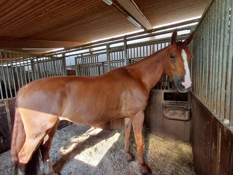 Ungarisches Sportpferd Wallach 7 Jahre 172 cm Fuchs in Leinburg