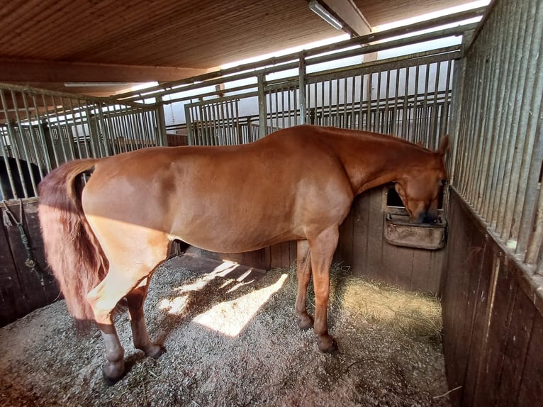 Ungarisches Sportpferd Wallach 7 Jahre 172 cm Fuchs in Leinburg