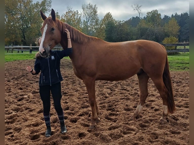 Ungarisches Sportpferd Wallach 7 Jahre 172 cm Fuchs in Leinburg
