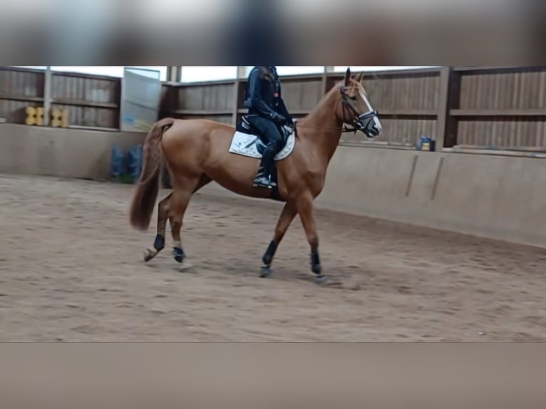 Ungarisches Sportpferd Wallach 7 Jahre 172 cm Fuchs in Leinburg