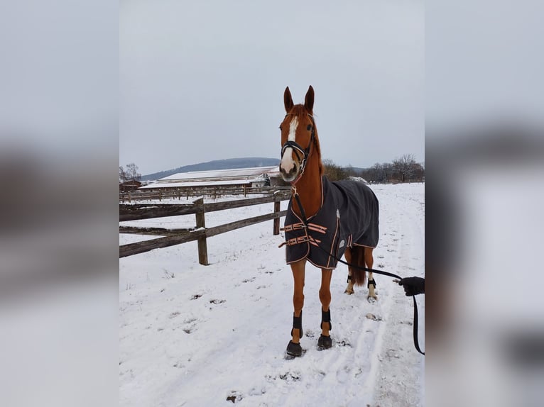 Ungarisches Sportpferd Wallach 7 Jahre 172 cm Fuchs in Leinburg