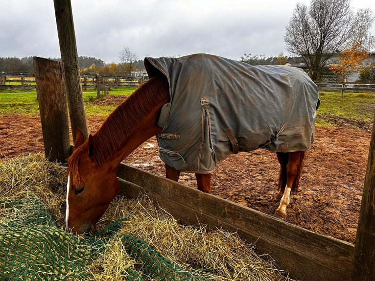 Ungarisches Sportpferd Wallach 7 Jahre 172 cm Fuchs in Leinburg