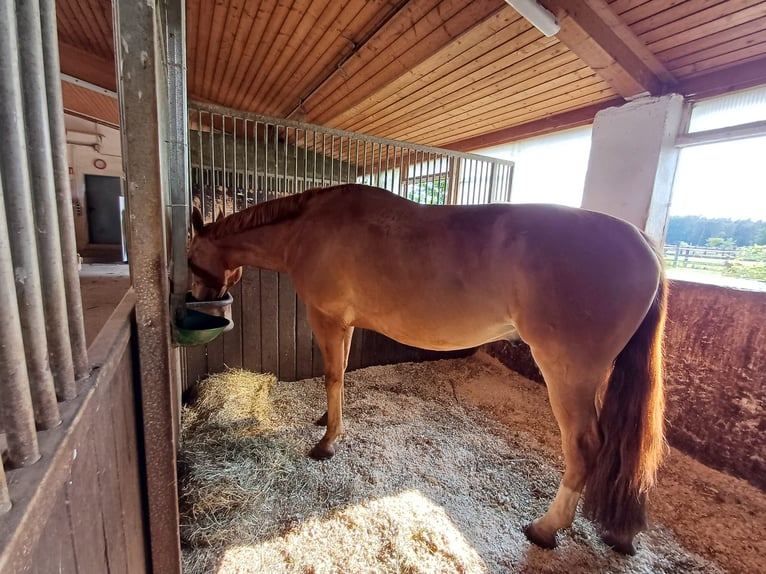 Ungarisches Sportpferd Wallach 7 Jahre 172 cm Fuchs in Leinburg
