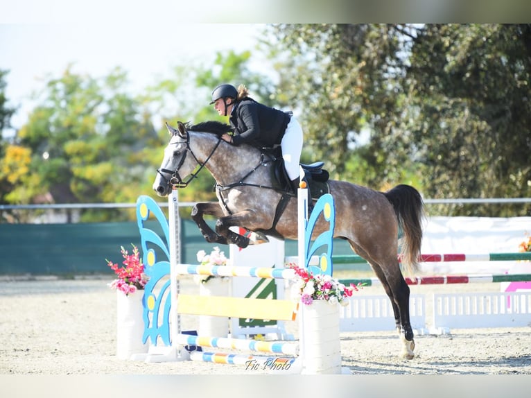 Ungarisches Sportpferd Wallach 7 Jahre 174 cm Schimmel in Debrecen