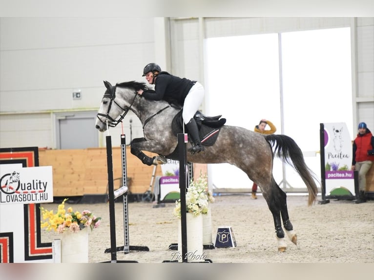 Ungarisches Sportpferd Wallach 7 Jahre 174 cm Schimmel in Debrecen