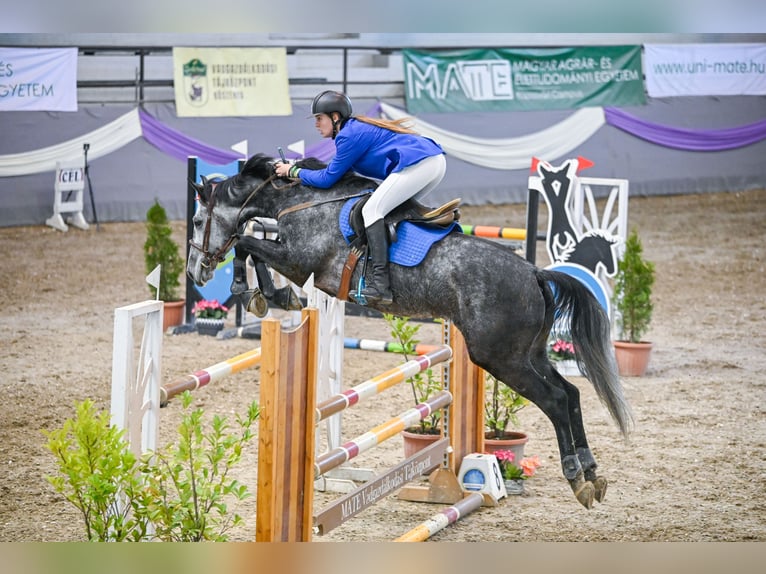 Ungarisches Sportpferd Wallach 7 Jahre 175 cm Schimmel in Pécs